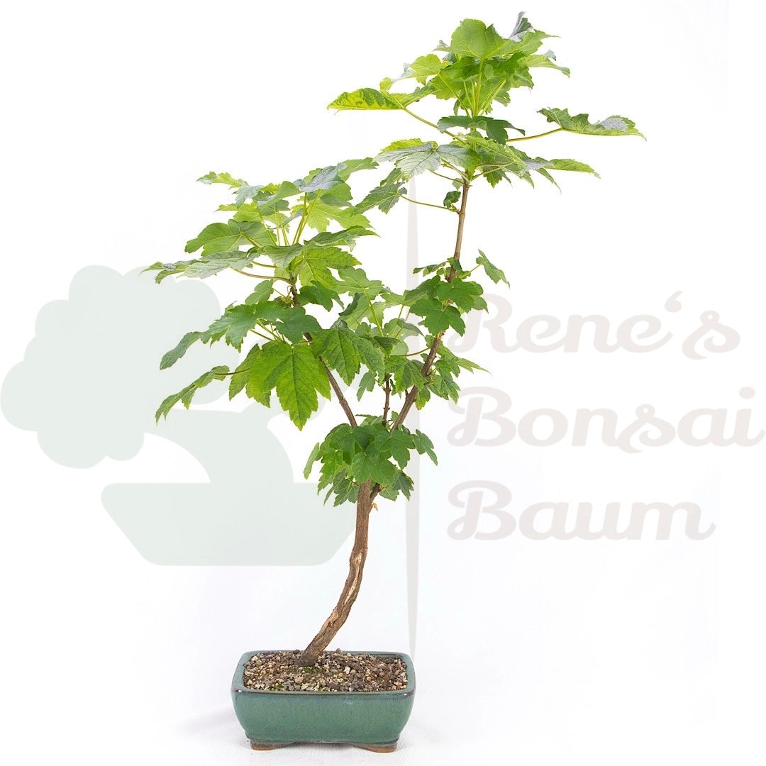 Dreispitzahorn 'Acer buergerianum'